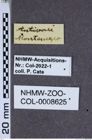 Etiketten zu Athous densatus (NHMW-ZOO-COL-0008625)